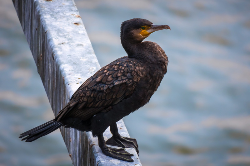 one animal, bird, bill, no people, animal, nature, profile view, eagle, perching, wooden post, animal wildlife, water bird, 4K, plumage, outdoors, cormorant