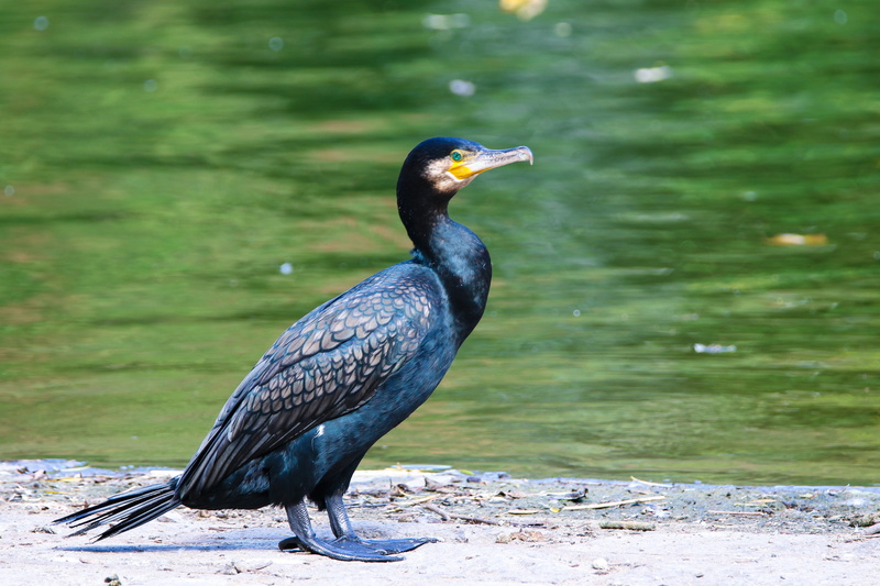 vertebrate, black color, side view, animal, bird, 5K, day, animals in the wild, bill, animal wildlife, no people, water, water bird, lake, close-up, animal themes