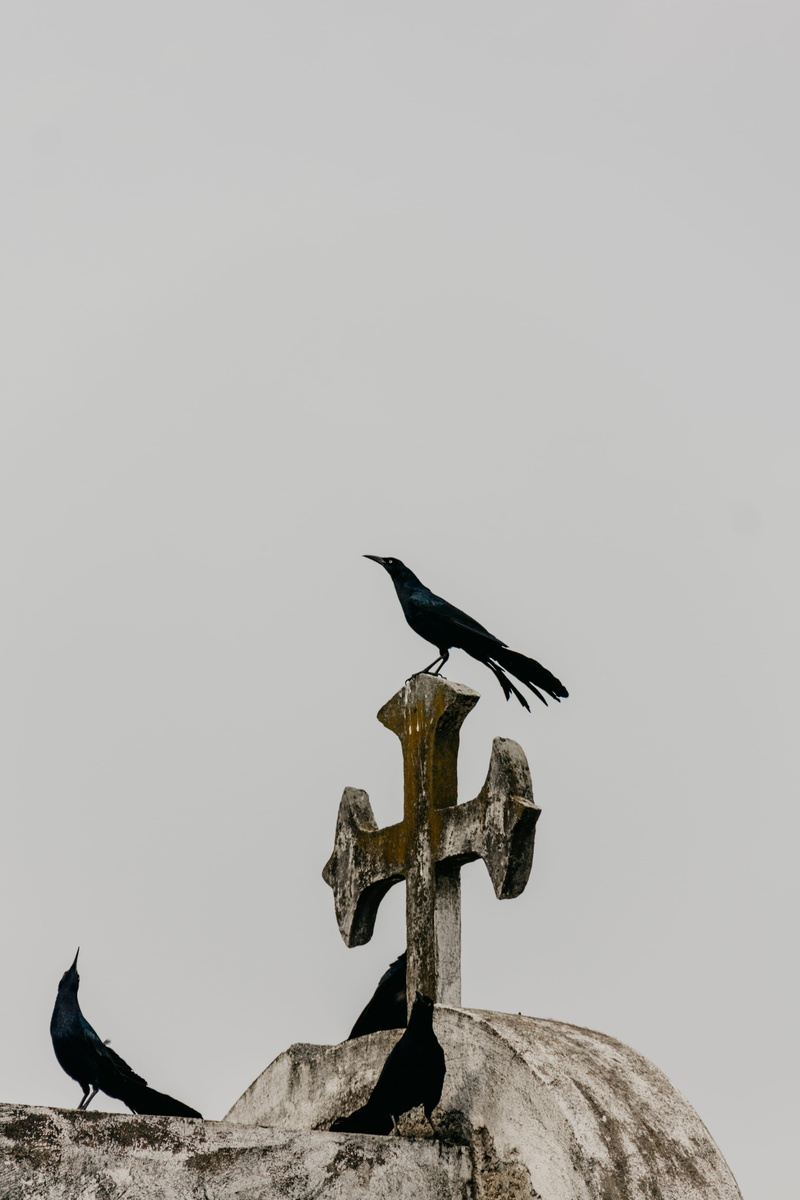 death, concrete, dark, dead, animal, vertebrate, mist, animal wildlife, white, one animal, cross, nature, zoology, cementery, metal, 4K, cormorant, black