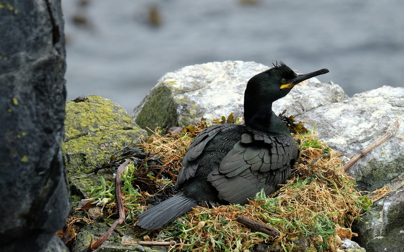 outdoors, plant, bird, no people, water, rock - object, perching, shag, sea, black color, nature, solid, one animal, 1080P, vertebrate, day, animal themes