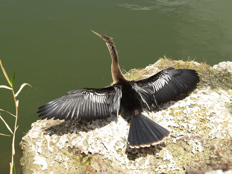 outdoors, wildlife, water turkey, spread wings, animal wildlife, no people, everglades national park, water, lake, florida, animal wing, cliff, sunlight