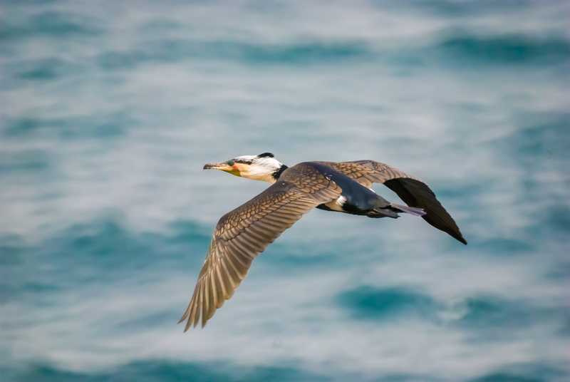 nature, eagle, water, no people, flying, focus on foreground, bird, animals in the wild, animal, mid-air, one animal, 4K, vertebrate, senegal, wildlife