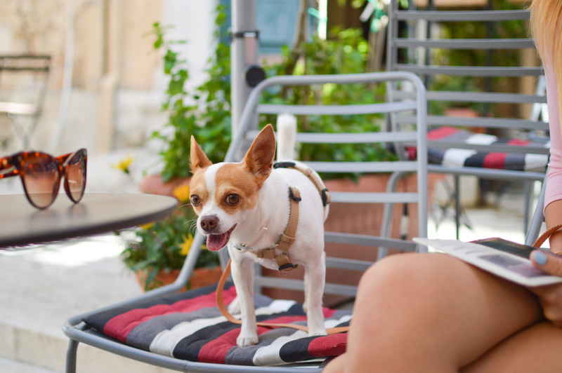 relaxation, summer, domestic, chair, dog, town, chihuahua, one animal, cute, jack russell terrier, human leg, canine, domestic animals, fun, people, city