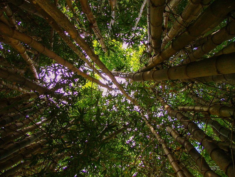 land, 2K, growth, no people, backgrounds, tree canopy, tranquility, directly below, cape town, green color, freshness, bamboo - plant, full frame, south africa