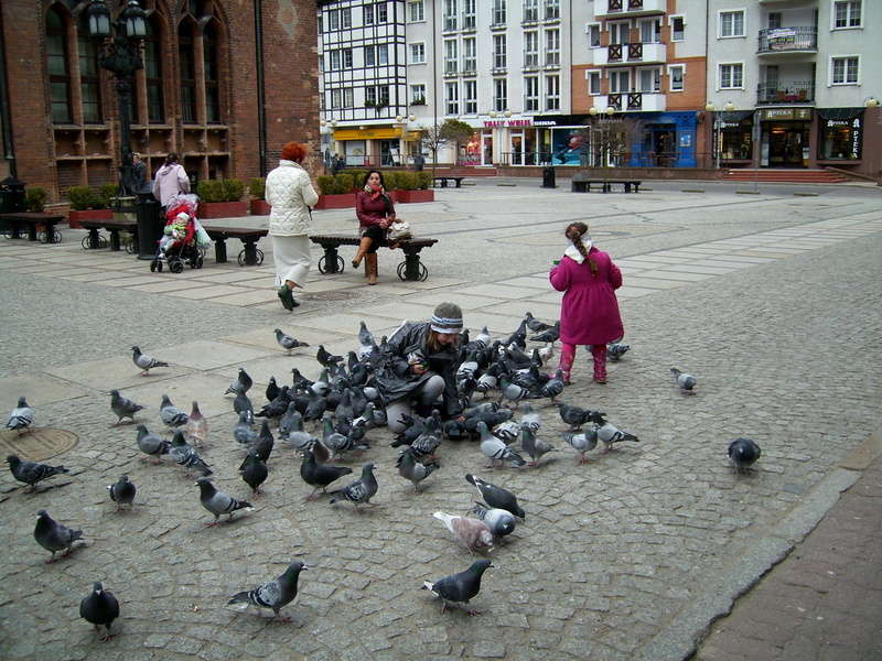 group of people, architecture, animal wildlife, women, pigeons, real people, animals in the wild, building exterior, built structure, kołobrzeg, vertebrate