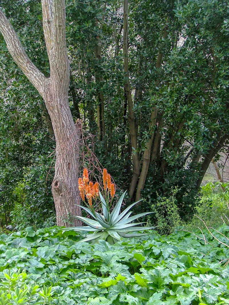 2K, field, flower, growth, south africa, tree, tree trunk, green color, beauty in nature, cape town, plant part, outdoors, tranquility, no people, day