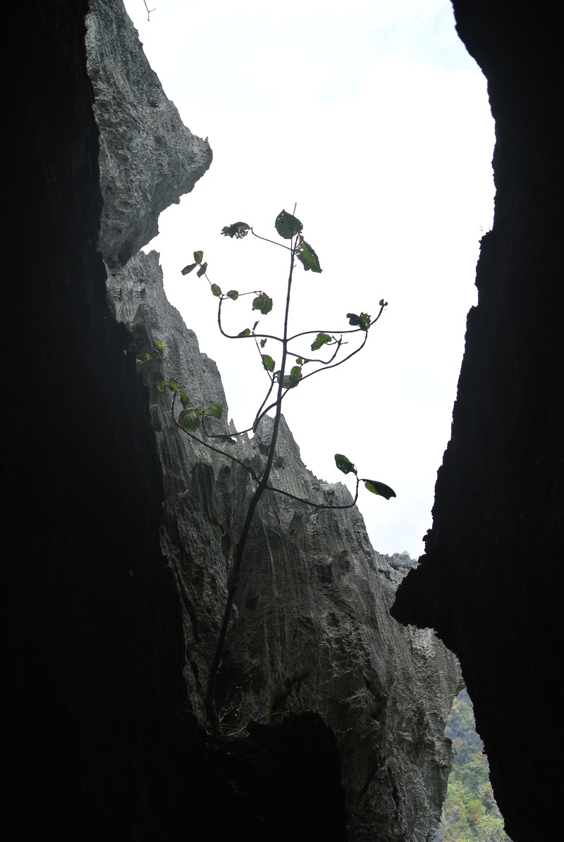 mountain, geology, scenics - nature, outdoors, rock formation, caves, plant, growth, rocks, formation, tranquil scene, limestone, day, low angle view, tranquility