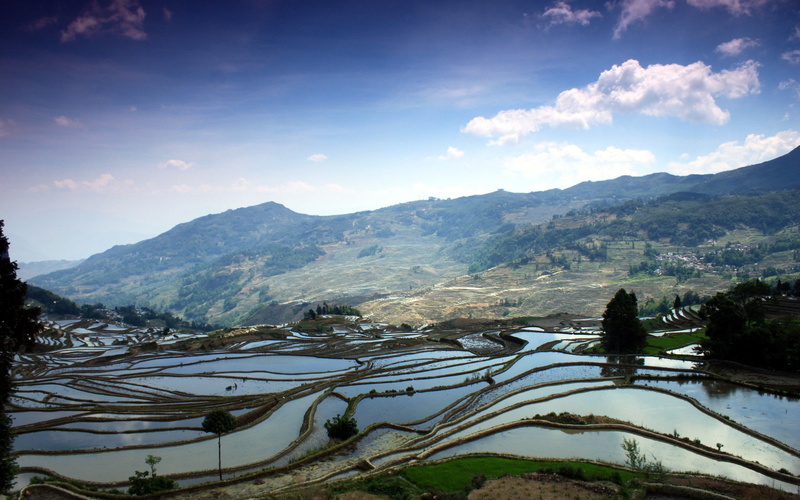 grass, rice paddy, 2K