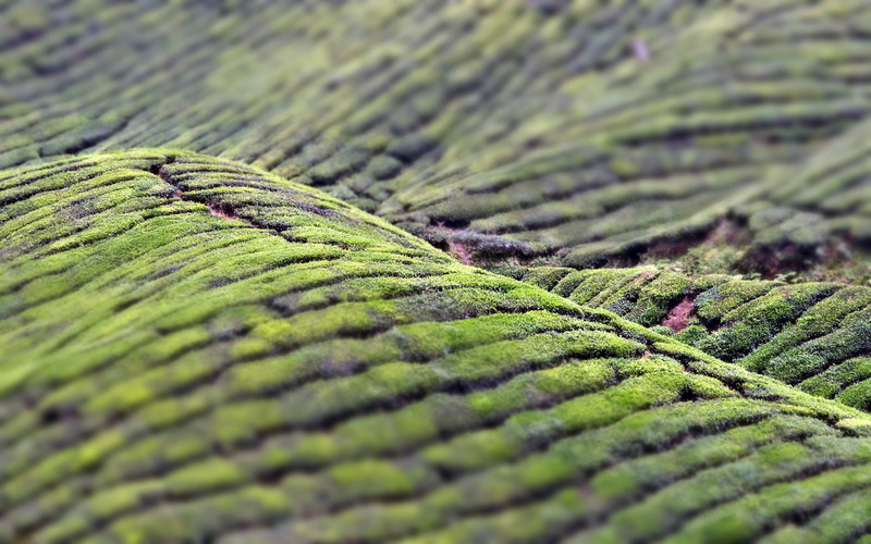 scenics, non-Urban Scene, mountain, tilt shift, beauty in nature, outdoors, tree, backgrounds, plantation, freshness, nature, natural pattern, crop, selective focus