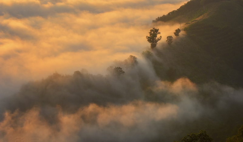 hills, terraces, Thailand, mist, field, nature, landscape, trees, 1080P