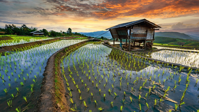 trees, mountains, field, landscape, clouds, nature, rice fields, sunset, Thailand, 1080P, farm, sky, Rice Terrace