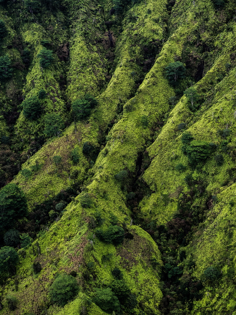 tea crop, tranquility, foliage, day, environment, high angle view, tree, landscape, forest, trees, beauty in nature, plant, growth, green color, land, plantation