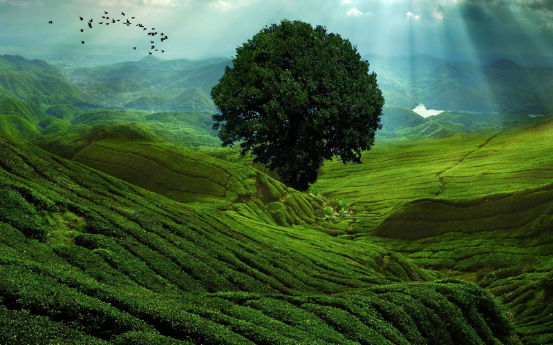 nature, environment, day, growth, leafed, agriculture, tea crop, tranquility, cloud - sky, birds, tree, mountain, green color, sky, tranquil scene, beauty in nature