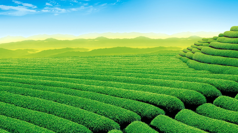  tranquil scene, landscape, tea, green, field, tranquility, green color, 1080P, environment, agriculture, crop, outdoors, tea crop, hd, rural scene