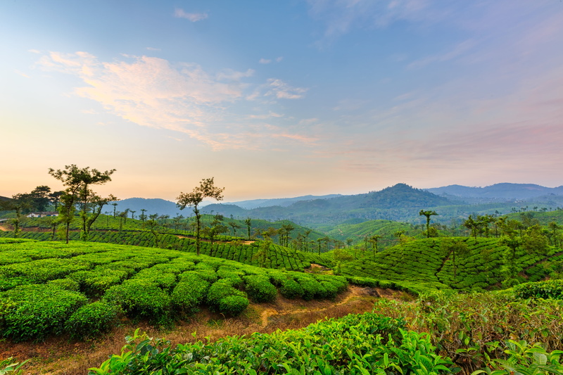 blue sky, asia, green Color, plantation, growth, EXPLOREd, farm, rural Scene, golden hour, tree, nature, yard, plant, India, mountain, tea Crop, sky, blue