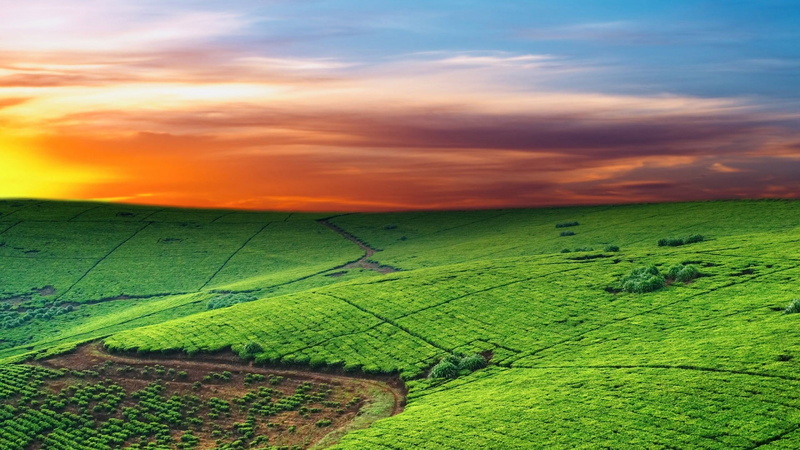 environment, growth, scenic, idyllic, sunny, plant, cloud, 1080P, rural scene, summer, beauty in nature, outdoors, plantation, outdoor, nature, tree, tranquility