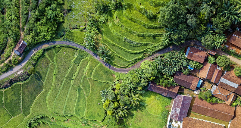 plant, plantation, aerial, scenics - nature, high angle view, crop, landscape, day, farmland, rice, aerial shot, rural scene, outdoors, growth, 8K, field