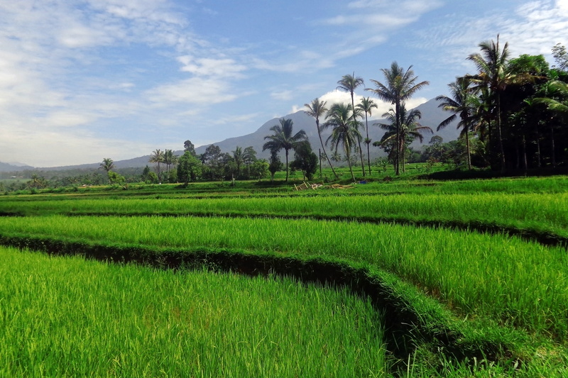 growth, nature, travel, indonesia, green, rice - cereal plant, field, clouds, rice paddy, plant, agriculture, tropical, palm tree, plantation, grass, crop