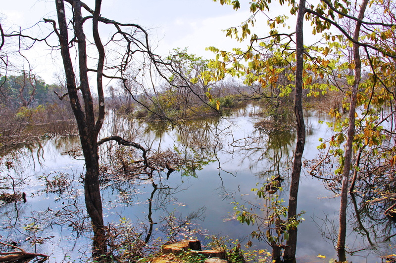 neak pean temple, cambodia, angkor wat, swamp, siem reap, sky, branch, tranquil scene, lake, growth, tree, plant, forest, day, angkor, non-urban scene