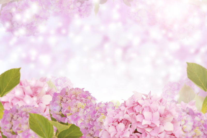 softness, pink flower, freshness, soft, blooming, flower background flora, petal, color, space for text, fresh, inflorescence, closeup, decoration, spring
