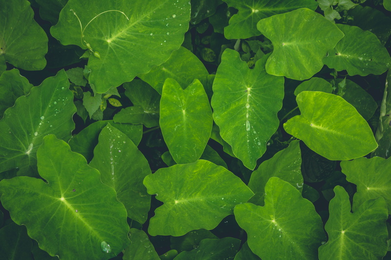 freshness, beauty in nature, outdoors, kerala, purity, leaf, water, plant part, high angle view, close-up, day, india, floating on water, no people, backgrounds