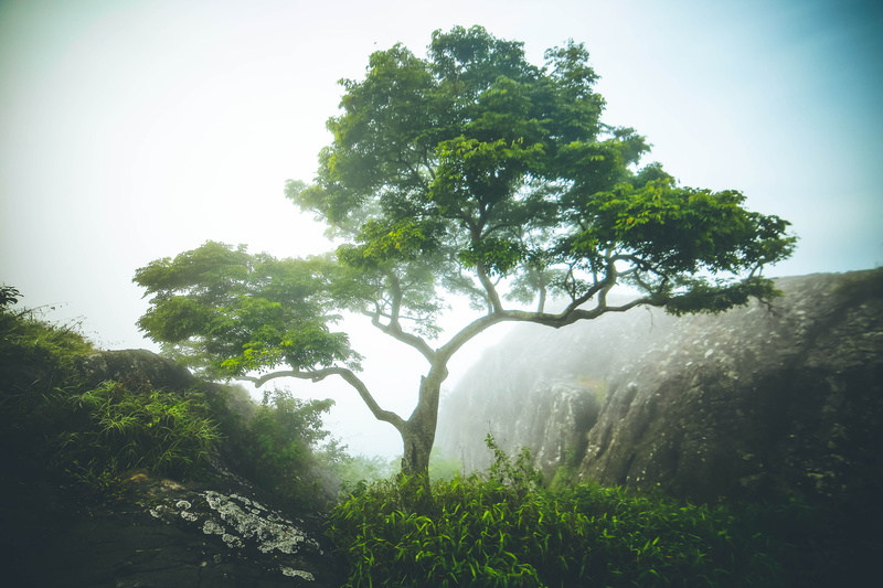 rainforest, tranquility, day, water, forest, lush foliage, tree, nature, plant, growth, no people, scenics - nature, outdoors, beauty in nature, non-urban scene