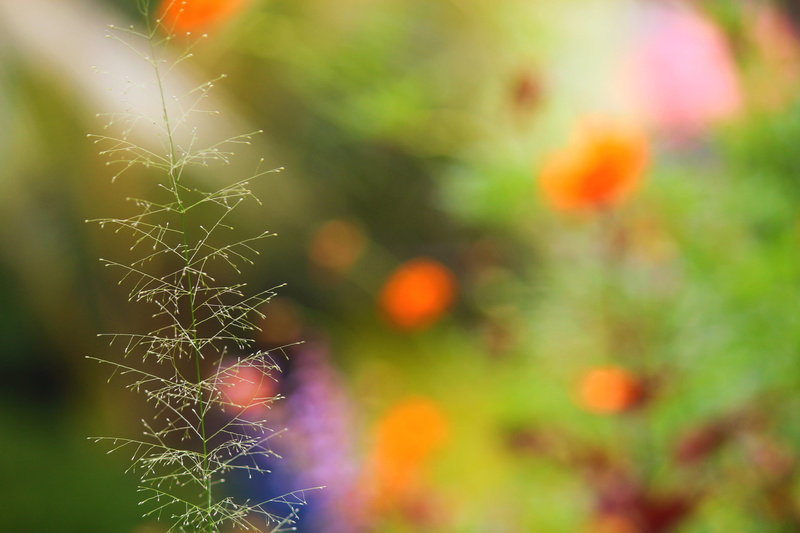 flowering plant, no people, fragility, cute, vulnerability, orange color, awesome, focus on foreground, hd, outdoors, close-up, flower, day, green color