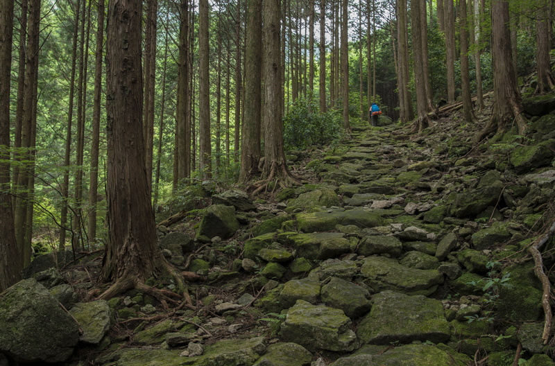 solid, japan, surrounded, outdoors, green color, green, trunk, tranquil scene, growth, forest, tree, tranquility, one person, plant, non-urban scene, landscape