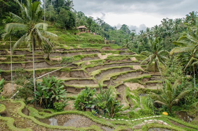 agriculture, beauty in nature, rice, nature, terrace, tropical climate, plant, palm tree, tree, land, environment, scenics - nature, sky, terraced field