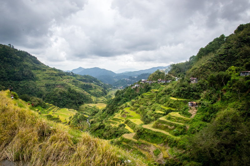 environment, tranquil scene, tree, scenics - nature, rice terraces, 4K, landscape, plant, banaue, idyllic, day, philippines, sky, cloud - sky, tranquility