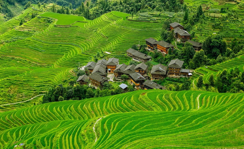 rice paddy, no people, building exterior, outdoors, building, mountain, environment, green color, rice, plantation, Asia, China, field, rice - cereal plant
