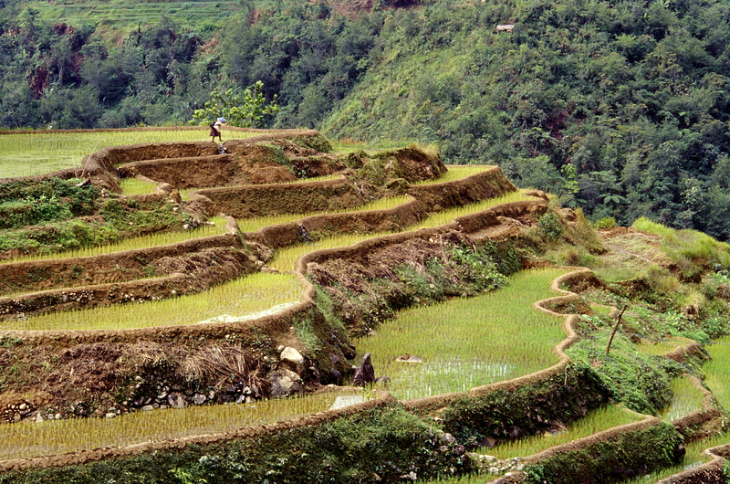 non-urban scene, tranquility, philippines, tree, green color, landscape, banaue, progress, rural scene, farming, land, old lady walking, outdoors, scenics - nature