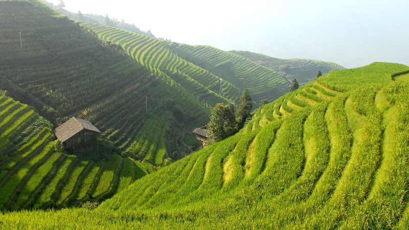 outdoors, rice, landscape, terraced field, terrace, philippines, nature, tranquil scene, china, beauty in nature, land, agriculture, banaue, no people
