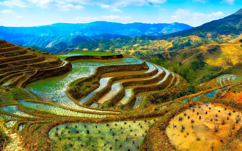 1080P, indonesia, rice, banaue, terraces, hd