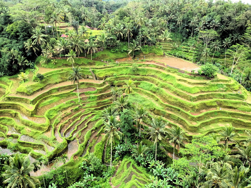 environment, outdoors, farm, plant, plantation, terrace, field, woodland, land, scenics - nature, no people, landscape, tree, terraces, nature, fields