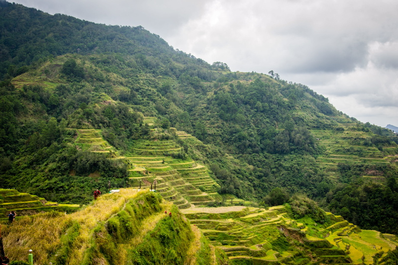 plant, scenics - nature, green color, tranquil scene, 4K, nature, banaue, foliage, plantation, beauty in nature, sky, field, non-urban scene, landscape