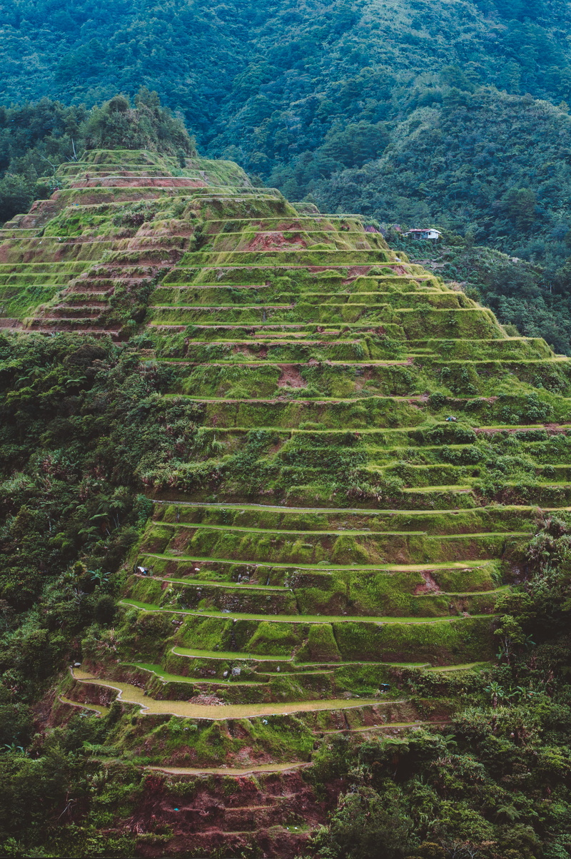 field, scenics - nature, outdoors, banaue, plant, rural scene, philippines, rice terrace, tranquility, high angle view, landscape, environment, 4K, plantation