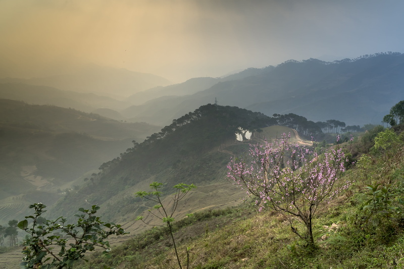 enjoy, neck, full color, imagine, flowering plant, landscape, year, natural, land, flower, sky, nature, agriculture, the landscape, tranquility, country