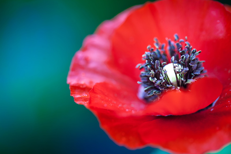 fragility, green Color, flower Head, plant, inflorescence, blossom, summer, no people, vibrant color, focus, springtime, precious gem, petaled, flowering plant