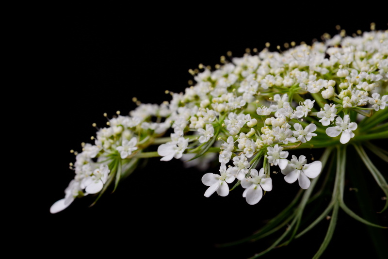 beauty in nature, photography, outdoors, bloom, flower head, white, shallow, no people, inflorescence, blossom, bunch of flowers, white color, freshness