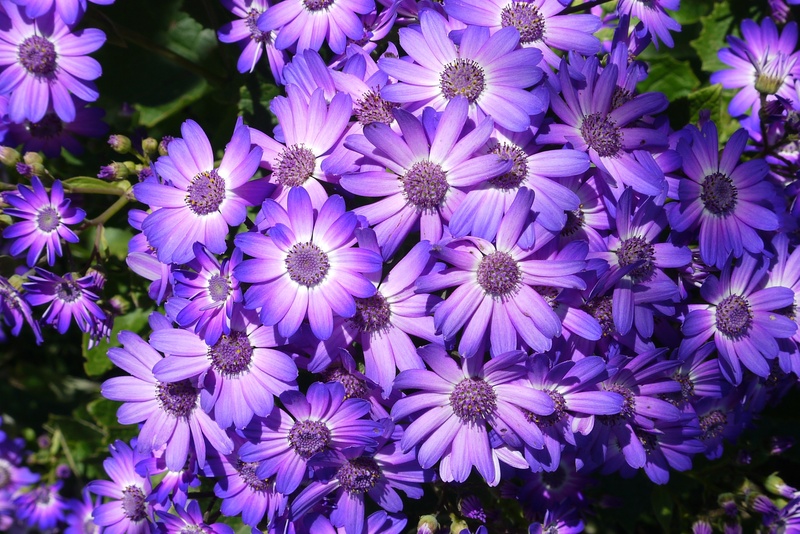 seasonal, flower background, romantic, flower Head, spring flower, growth, pollen, freshness, close-up, flowering plant, garden, day, floral, purple, flowers