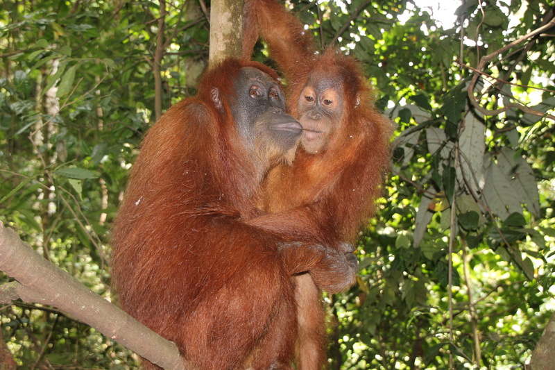 jungle, temple, primate, zooaufnahme, animal family, one animal, animal, rainforest, animals in the wild, depend, tropical rainforest, monkey, branch, tree