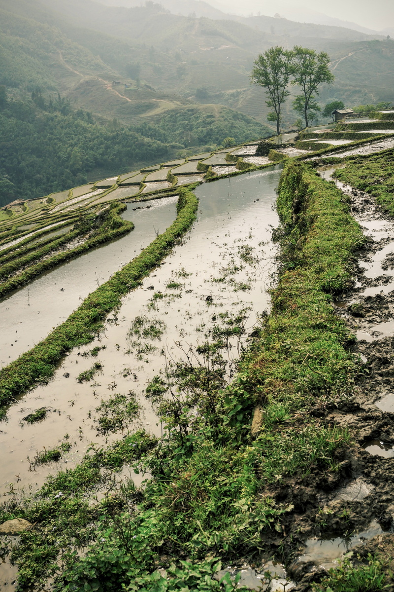 green, landscape, scenics - nature, grass, aerial, non-urban scene, banaue, water, 4K, travel, adventure, flowing water, tranquility, rice, growth, nature