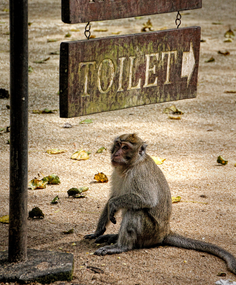 fernöstlich, looking away, sweet, mammal, looking, makake, communication, animals in the wild, primate, äffchen, day, one animal, brown, relaxation, text