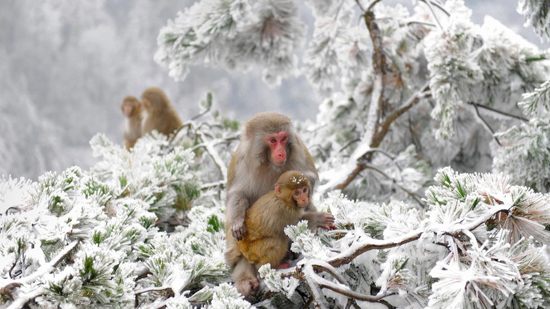 nature, cold, apes, animals, snow, Japan, winter, 1080P