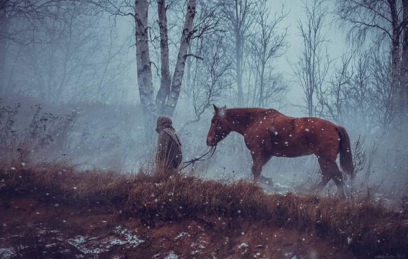 field, birch, extreme weather, 720P, no people, vertebrate, overcast, mist, winter, cold temperature, plant, horseman, herbivorous, animals, animal wildlife