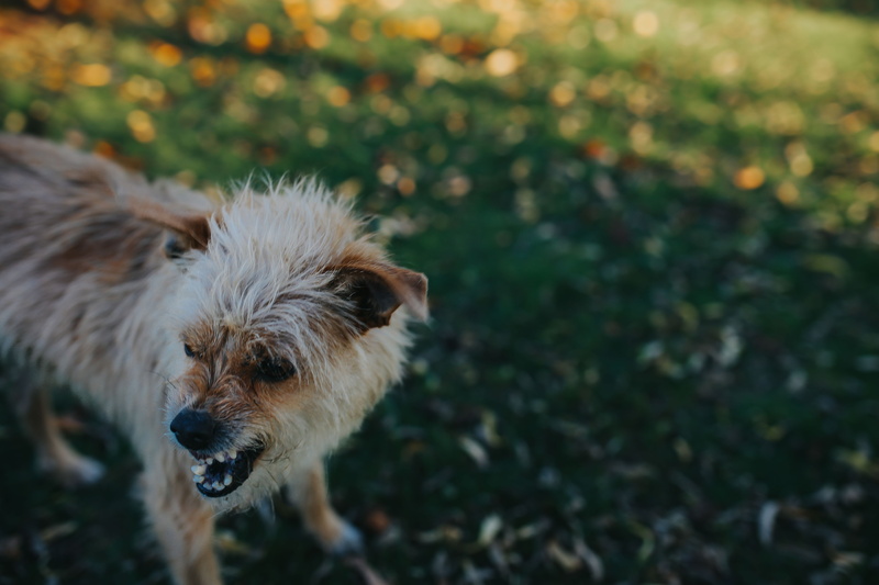 autumn garden, animal, domestic, pets, plant, focus on foreground, nature, Dog, field, day, rocks, animal hair, mammal, domestic animals, leaves, garden