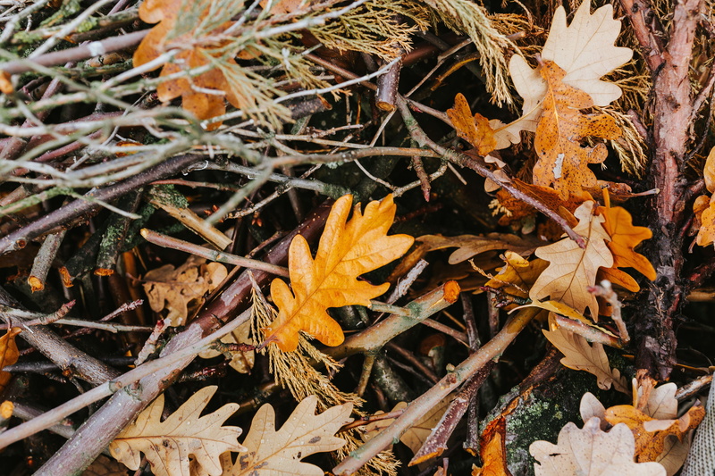 fall, no people, close-up, plant part, 5K, leaf, high angle view, walk, dry, autumn, dogs, maple leaf, beauty in nature, nature, season, yellow, day, leaves