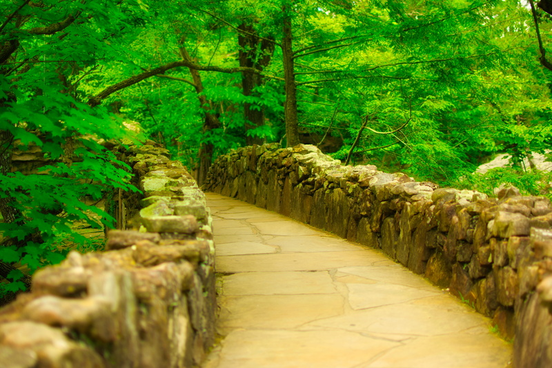 tree, trees, rock city gardens, non-urban scene, stones, nature, 5K, the way forward, forest, foliage, beauty in nature, direction, park, leaves, plant
