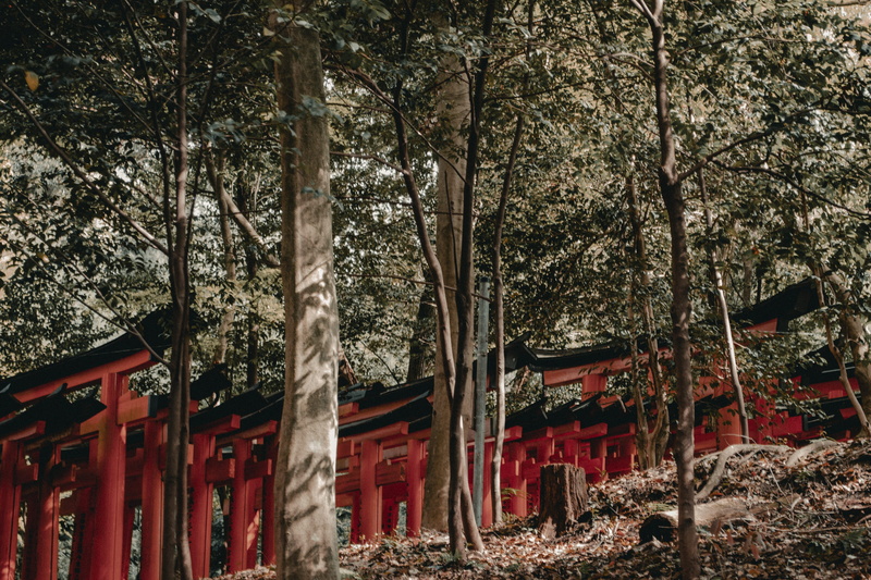 tree, contrast, tokyo, no people, trunk, worship, trees, gateway, building exterior, shrine, belief, religion, tourist, architecture, building, outdoors